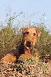 AIREDALE TERRIER 051